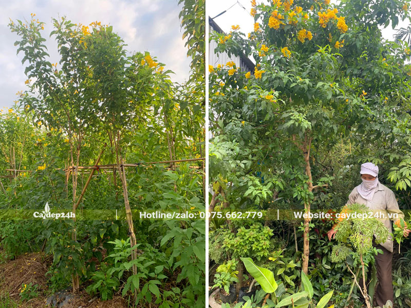 Huỳnh Liên hoa vàng dâm ủ lâu năm và cây ứng thẳng kích thước lớn