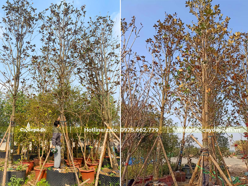 Vườn dâm ủ cây Sen Đất cao 4 5m trong bầu nổi