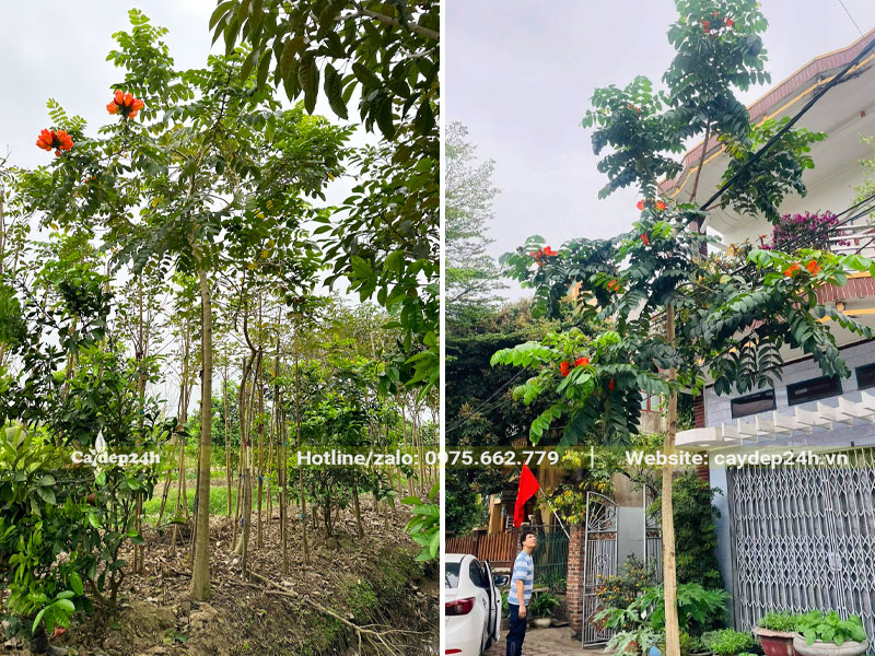 Bán số lượng lớn cây Sò Đo Cam chiều cao 4 - 5m