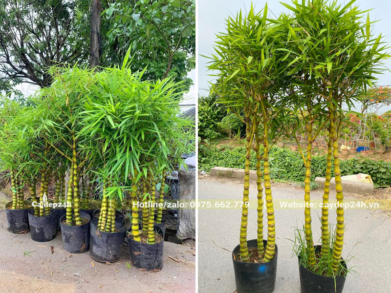 Những chậu cây Trúc Quan Âm 3 thân cao từ 1.5 - 2m