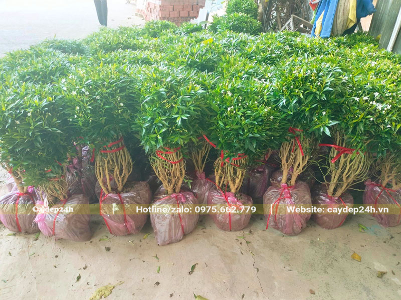 Hàng chục cây Mai Vạn Phsuc đã bọc bầu, buộc cành chuẩn bị vận chuyển