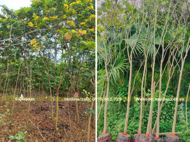 Vườn cây Điệp Vàng công trình chiều cao khoảng 3m, vanh 10