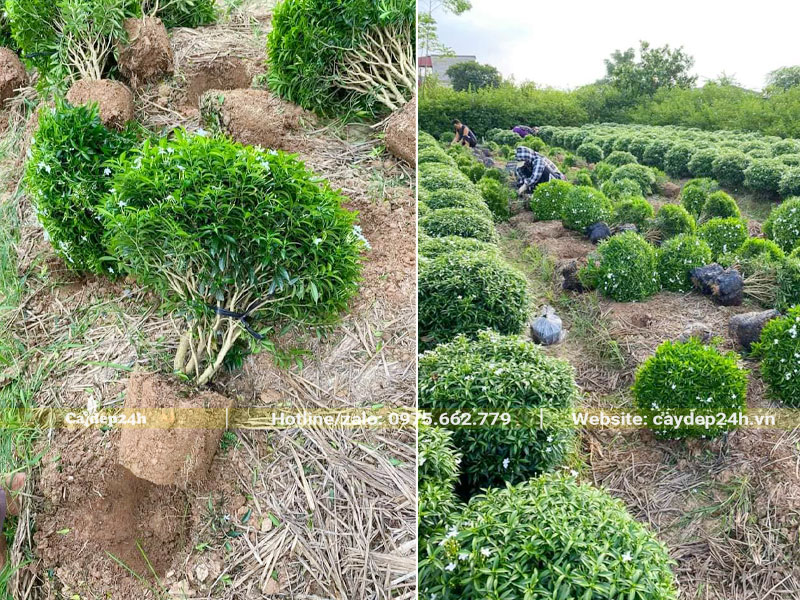 Bứng số lượng lớn cây hoa Mai Bạn Phúc, đường kính bầu khoảng 25cm