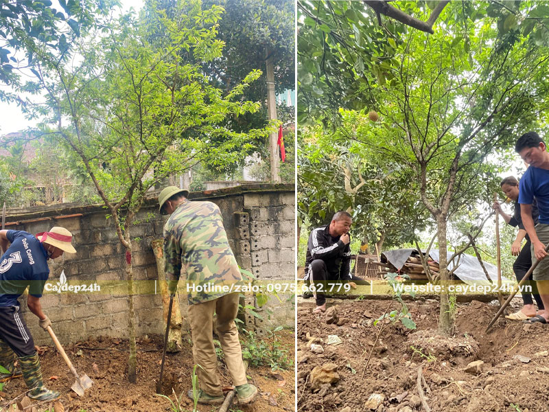 Công nhân đang đào đất và đánh bầu cây Mận đường kính gốc 5cm