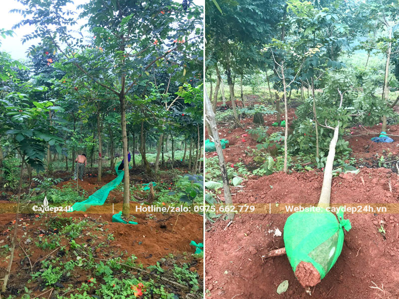 Công nhân vừa mới bứng và bọc bầu cho cây Sò Đo Cam đường kính gốc 10cm