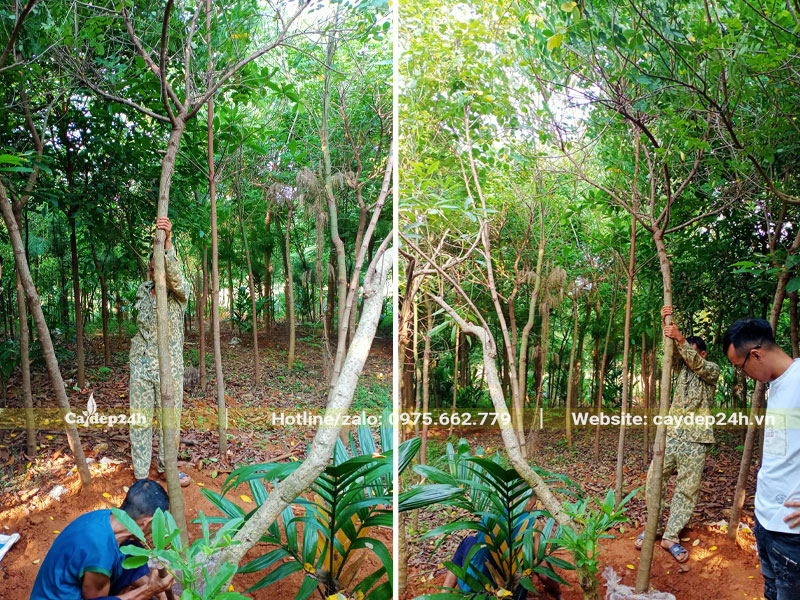 Công nhân đang đào đất, đánh bầu cây Điệp Vàng vanh 30 - 35