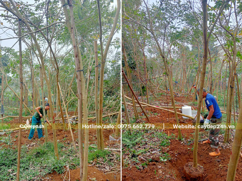 Công nhân nhà vườn đang đào đất, bứng nóng cây Phong Linh tím công trình