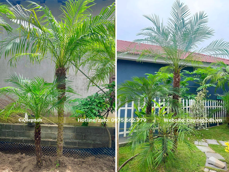 Cây Cau Nga Mi lâu năm trồng tiểu cảnh sân vườn