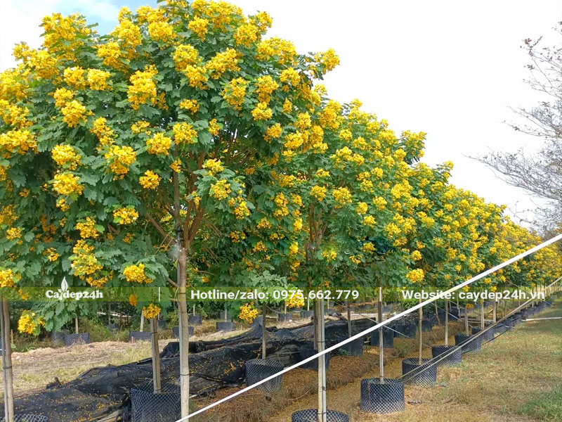 Cây hoa Điệp Vàng dưỡng lâu năm trong bầu, tán tròn đẹp