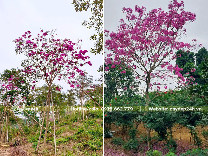 Cây công trình lâu năm chăm sóc tạ vườn, cả tán cây phủ đầy sắc hoa màu tím hồng xinh đẹp