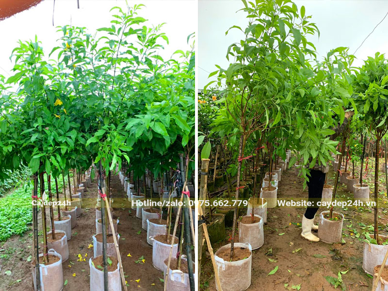 Kiểm tra tán lá của cây Huỳnh Liên định kỳ để kịp thời phát hiện sâu bệnh nếu có