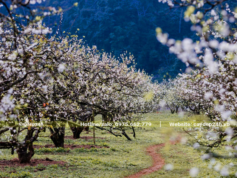 Vườn cây Mận lâu năm nở hoa trắng chi chít trên cành