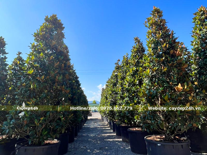 Vườn trồng cây Sen Đất trong chậu, chiều cao hơn 3m, tỉa dáng tháp đẹp