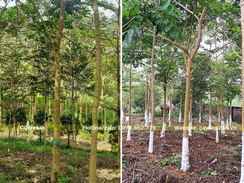 Nhà vườn trồng cây Sò Đo Cam quy mô lớn