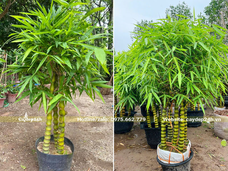 Trồng cây Trúc Quan Âm trong chậu để dưỡng trước khi bán