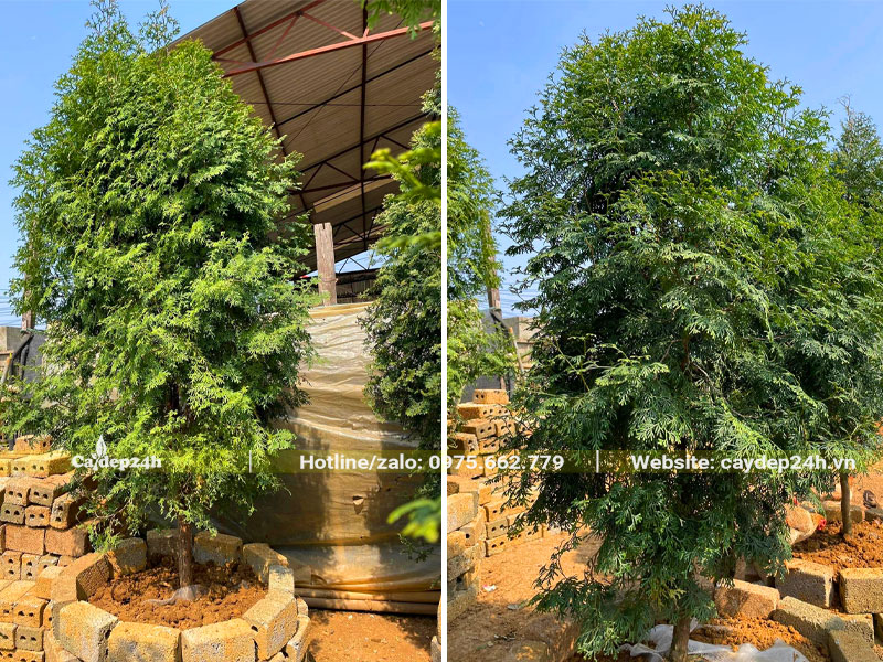 Trồng dưỡng ủ cây Bách Xanh cao 2 - 2,5m