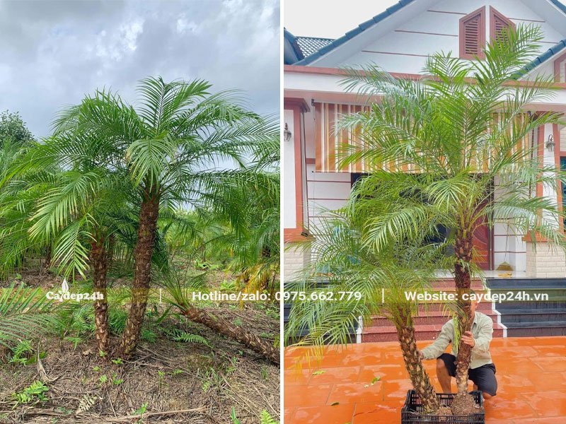 Trồng gộp 2 cây Cau Nga Mi cao thấp khác nhau tạo tiểu cảnh đẹp