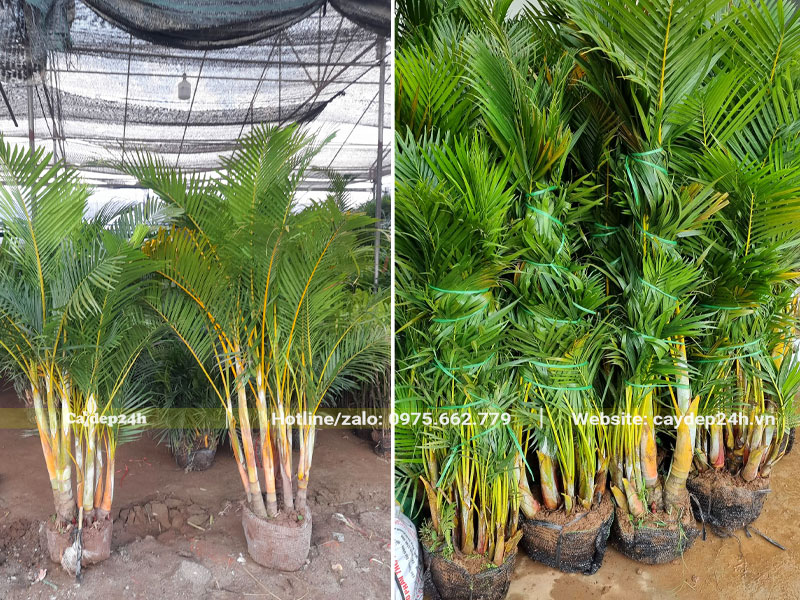 Cây Cau Vàng trưởng thành cao hơn 1m, đường kính bầu khoảng 30 - 35cm