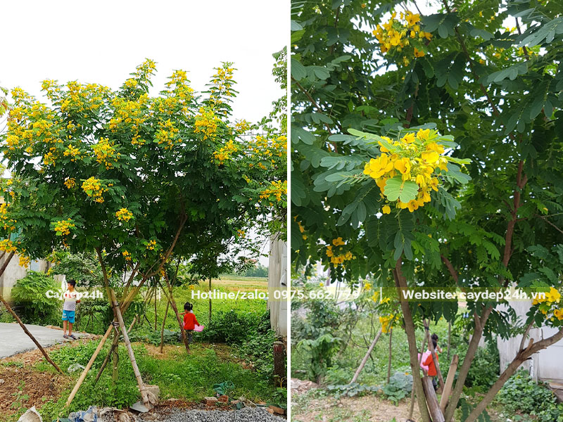 Điệp hoa vàng trồng vỉa hè đường phố