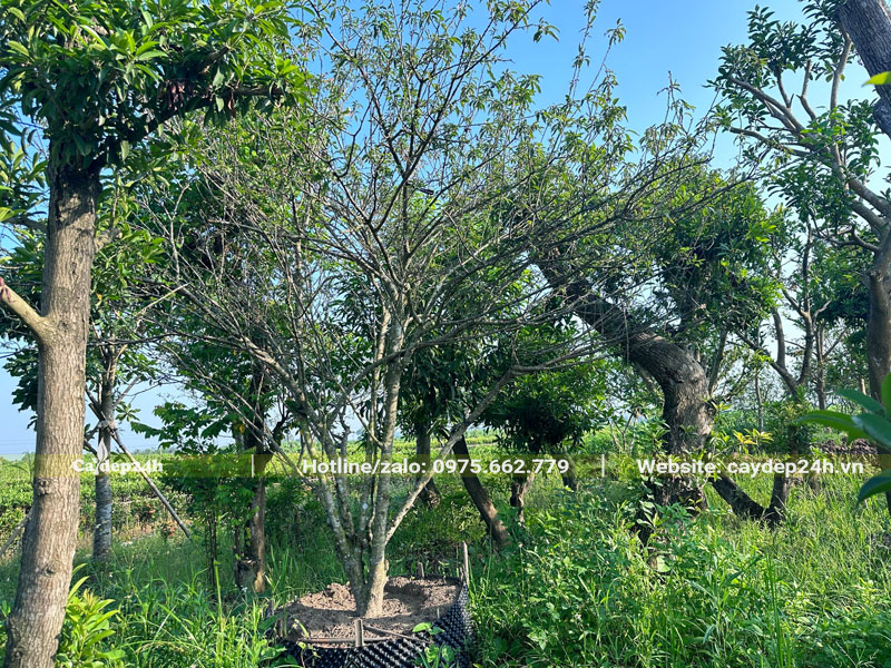 trồng cây Mận lâu năm đường kính gốc 8cm trong bầu nổi