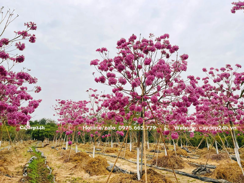 Trồng số lượng lớn cây Phong Linh công trình hoa tím lâu năm