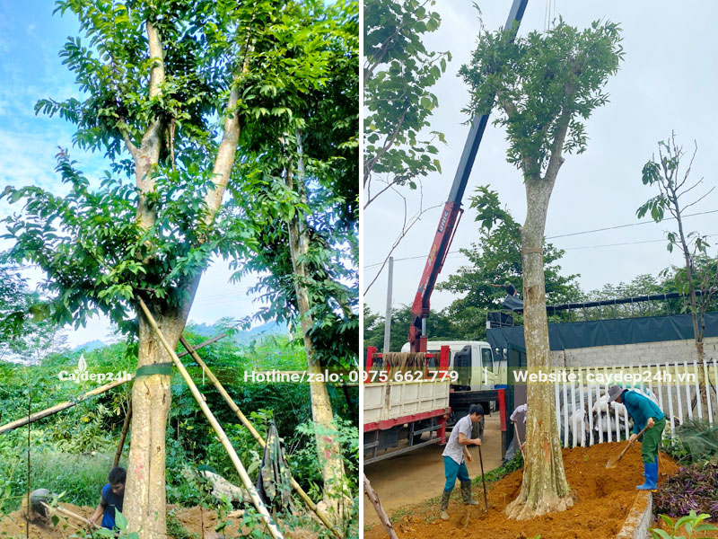 Thi công trồng cây Săng Lẻ cổ thụ đường kính gốc trên 50cm