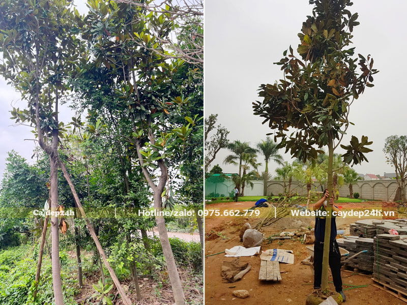 Thi công trồng cây Sen Đất cho sân vườn biệt thự