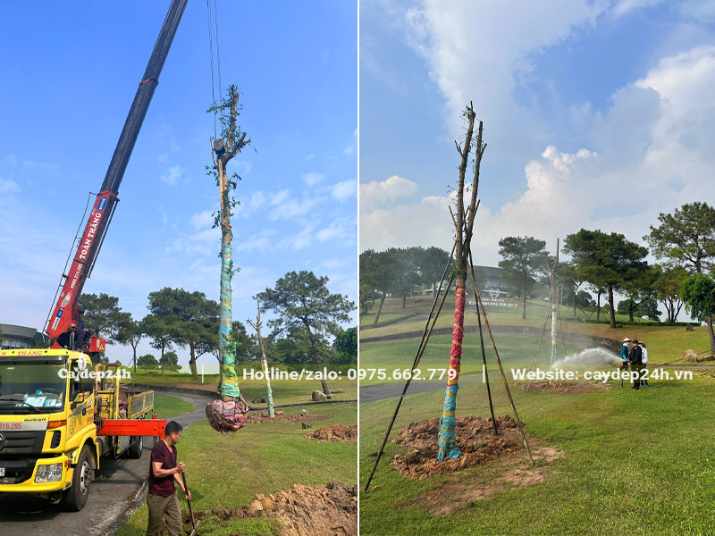 Thi công trồng cây Sò Đo Cam cho dự án sân golf cao cấp