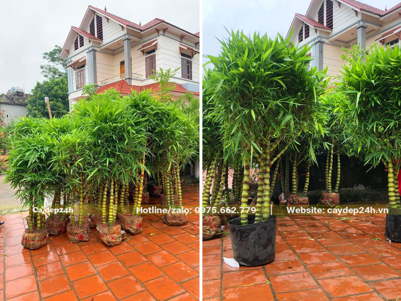 Trồng hơn chục khóm cây Trúc Quan Âm trước sân vườn biệt thự