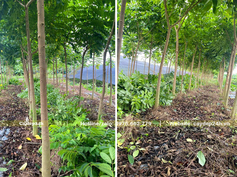Cắt tỉa vườn cây Sò Đo Cam trưởng thành đường kính gốc 5cm