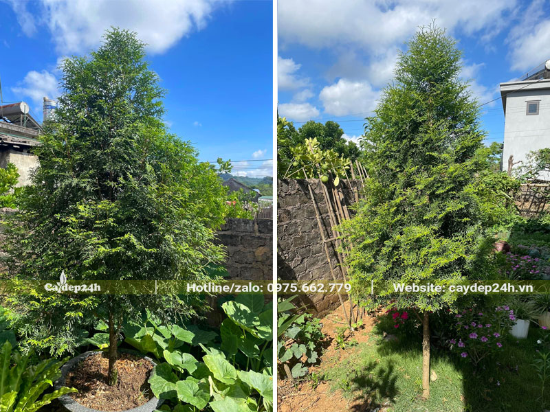 Cây Bách Xanh kích thước nhỏ trồng trang trí sân vườn