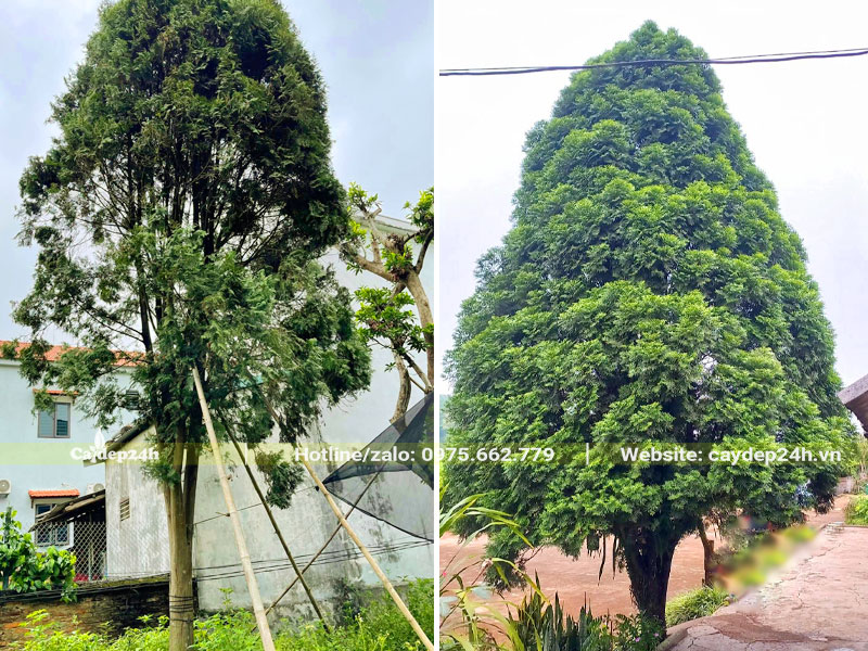 Cây Bách Xanh cổ thụ dâm ủ và cây đánh thẳng