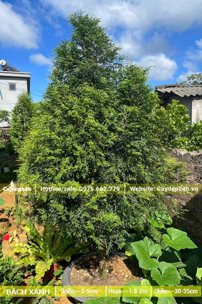 Bách Xanh trồng chậu cảnh chiều cao hơn 1m