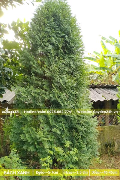 Cây đẹp, đường kính tán 1m, hình dáng to dần từ gốc lên ngọn