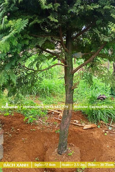 Bách Xanh lâu năm đường kính gốc 8cm