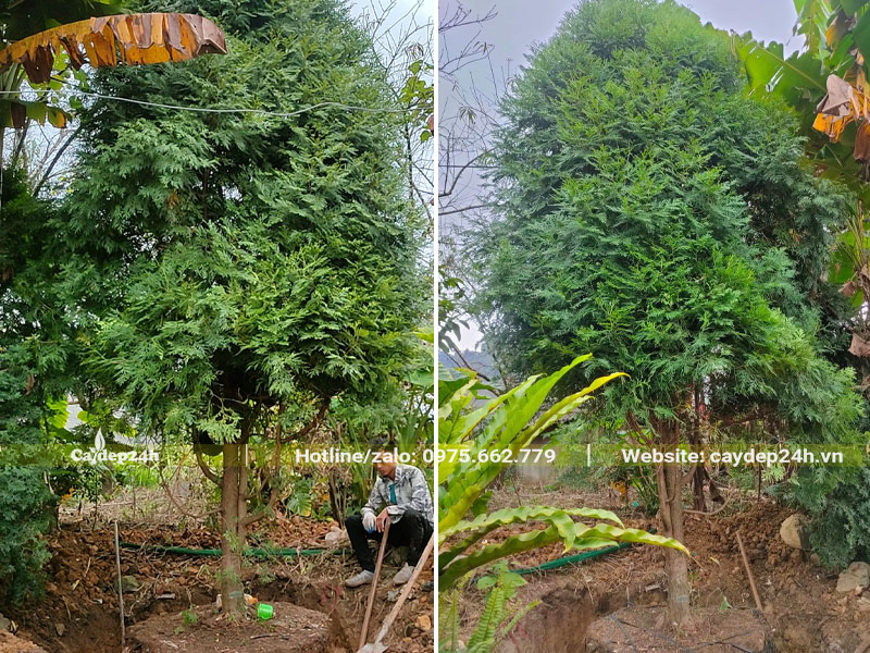 Đào đất và bứng bầu cây Bách Xanh đường kính gốc 12 - 15cm