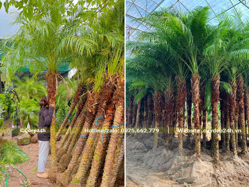 Vườn dâm ủ số lượng lớn cây Cau Nga Mi công trình lóng cao 2m