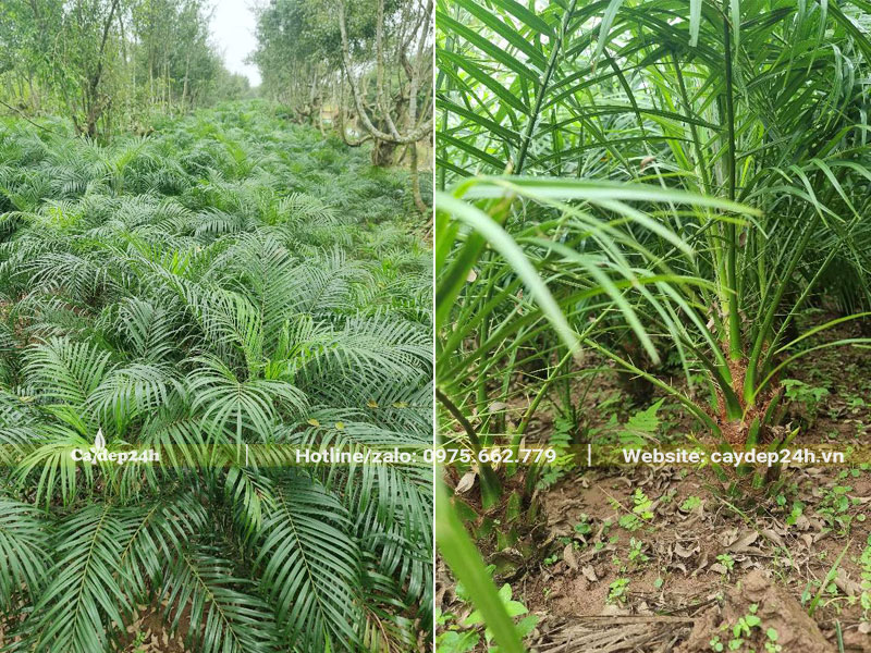 Vườn cây Cau Nga Mi giống cao khoảng 50cm