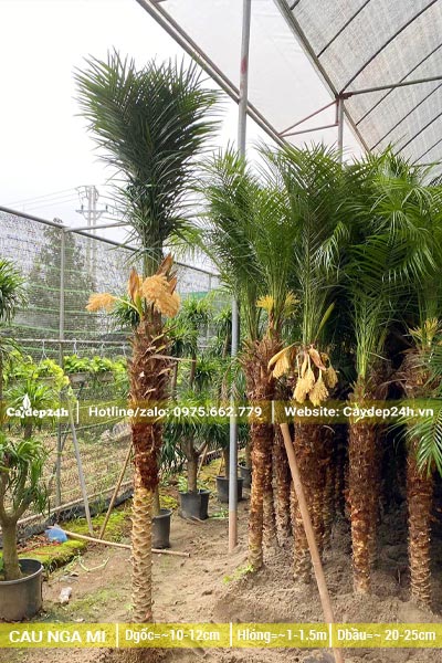 Dâm ủ hàng trăm cây Chà Là Cảnh lóng thân cao 1m5