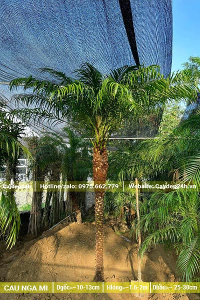 Thân cây cao thẳng, lóng cao khoảng 2m, tán lá tỏa tròn đều