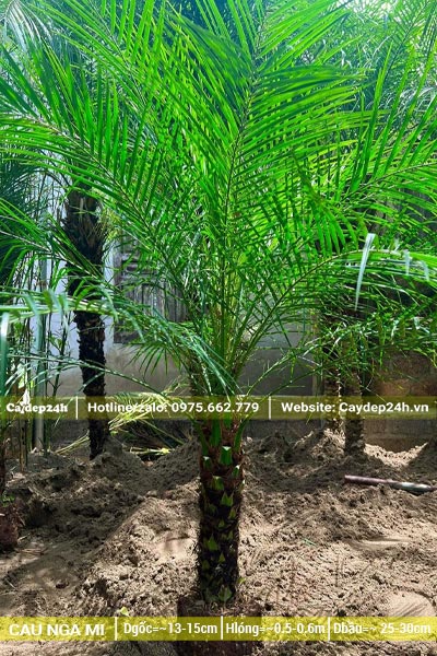 Mua cây Cau Nga Mi dâm ủ lóng thân cao 50cm