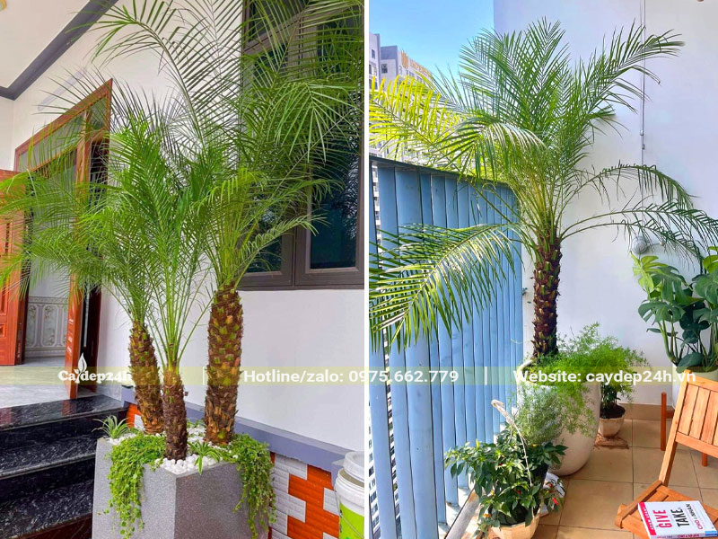 Trồng cây Chà Là Cảnh trước nhà và trên ban công