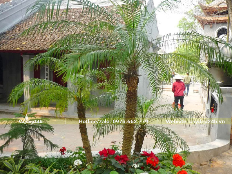 Trồng khóm Cau Nga Mi kích thước khác nhau trong tiểu cảnh phong thủy trước nhà thờ họ