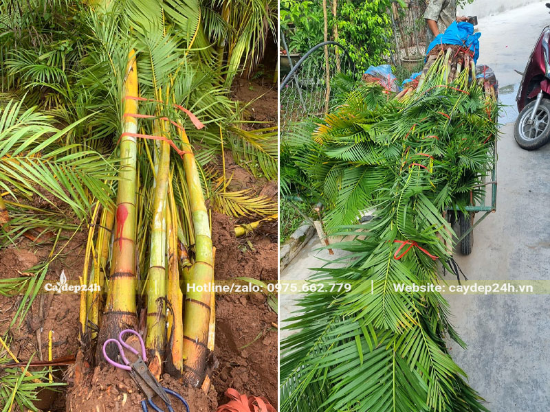Bứng nóng cây Cay Vàng công trình, chiều cao từ 1 - 2m