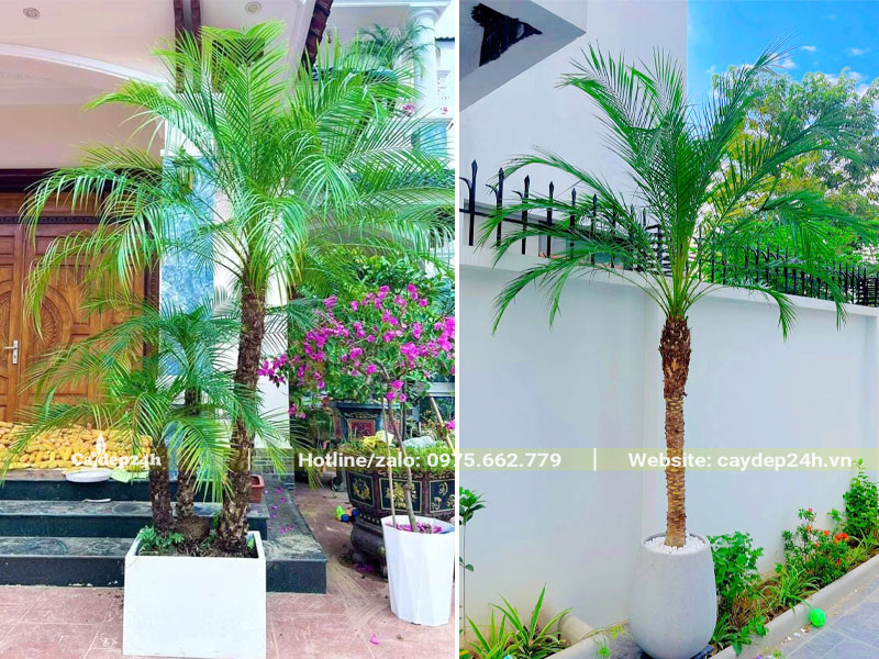 Trồng cây Cau Nga Mi trong chậu cảnh