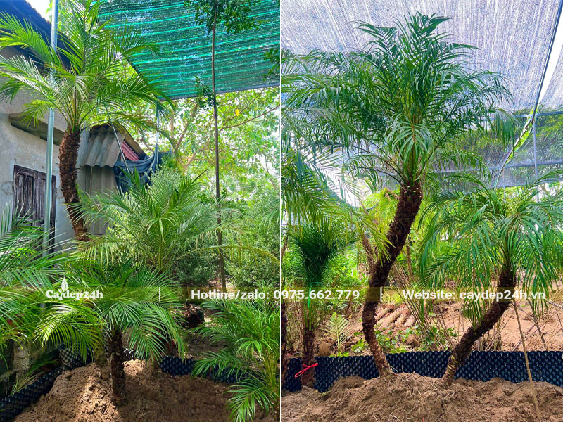 Dâm ủ những cây Cau Nga Mi lâu năm tan cong đẹp mắt