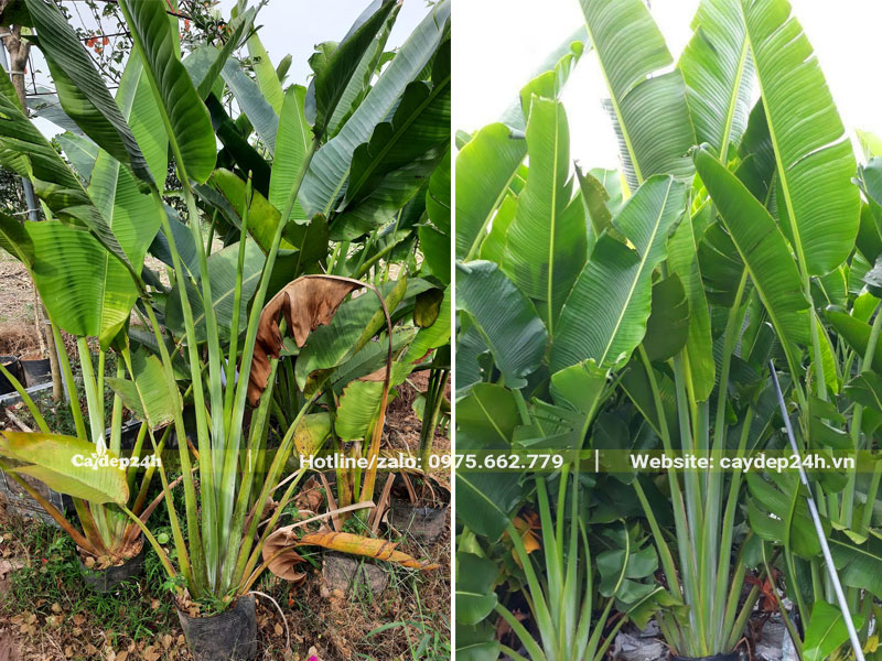 Chiều cao cây từ 1.5 - 2m dáng đẹp, trồng sẵn trong bầu
