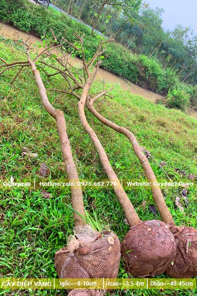 Cây Điệp Vàng công trình mới bứng, chiều cao khoảng 4m