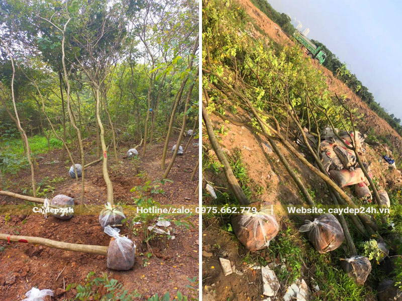 Bứng số lượng lớn cây Điệp Vàng công trình vanh 20 - 25