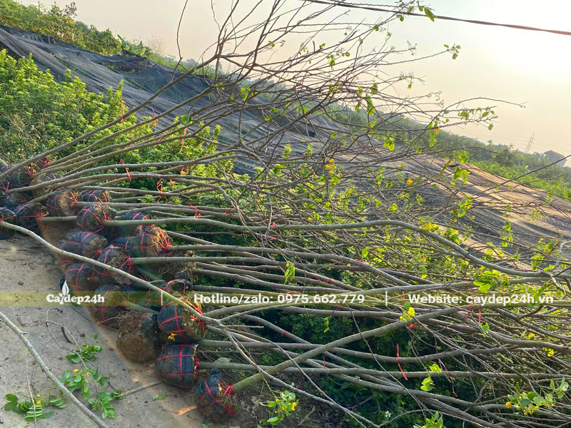 Hai chục cây hoa Điệp Vàng mới bứng